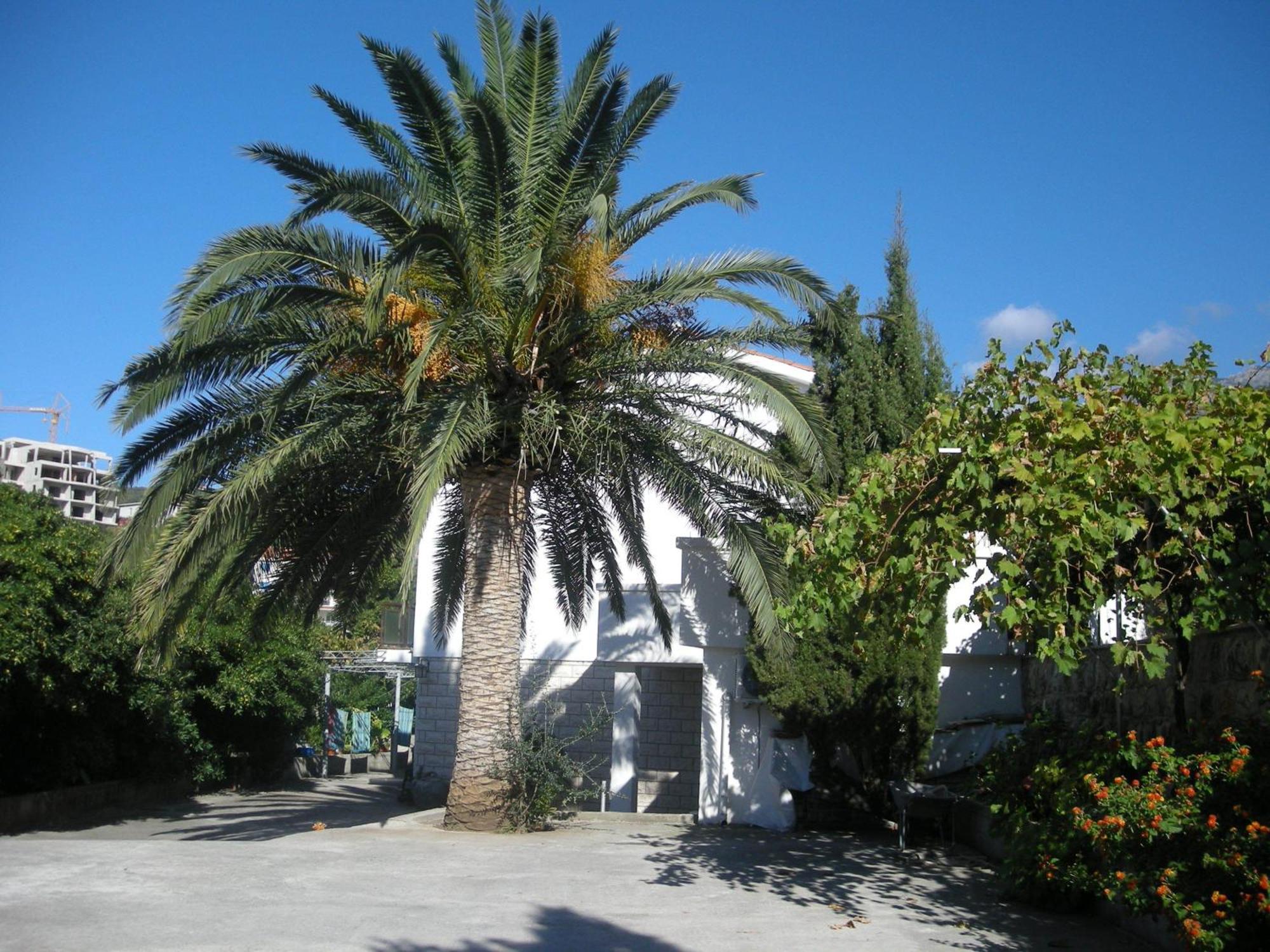 Apartments Becic Budva Ngoại thất bức ảnh